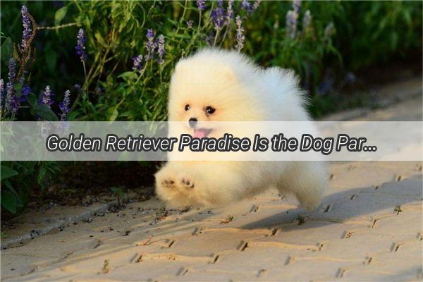 Golden Retriever Paradise Is the Dog Park the Perfect Destination for Your Furry Friend